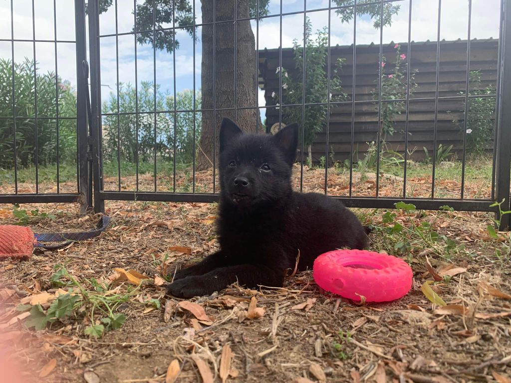 De La Passionnée - première sortie au club canin 